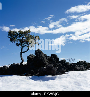 Balsaltic formazioni di lava e Lone Pine Tree lungo la Great Rift fessura, crateri della luna monumento nazionale, Idaho, Stati Uniti d'America Foto Stock