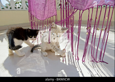 Il gatto domestico due gattini giocando Foto Stock