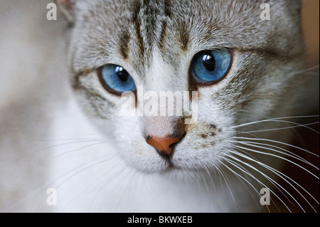 Gatto domestico (incrocio siamese), ritratto Foto Stock