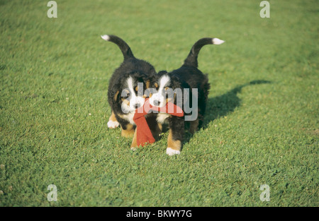 Bovaro del Bernese due cuccioli panno pungente Foto Stock