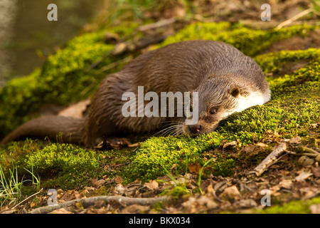 Lontra europea (Lutra lutra) sulla riva Foto Stock