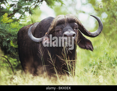 African Buffalo bull in piedi / Syncerus caffer Foto Stock