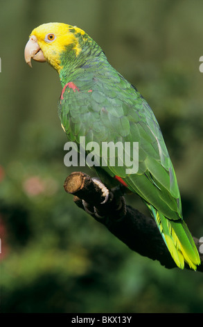 Giallo-incoronato Amazon filiale / Amazona ochrocephala Foto Stock