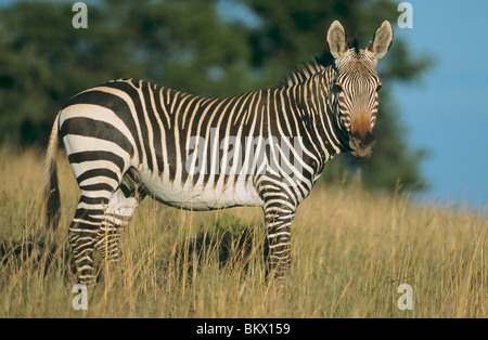 Cape mountain zebra in piedi / Equus zebra zebra Foto Stock