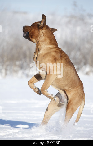 Springender Tosa inu / jumping Tosa inu Foto Stock