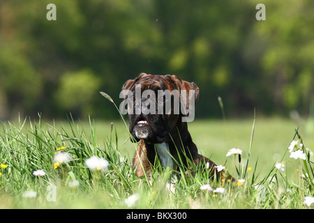 Boxer su prato Foto Stock