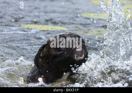 Ritratto del pugile Foto Stock