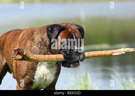 Ritratto del pugile Foto Stock