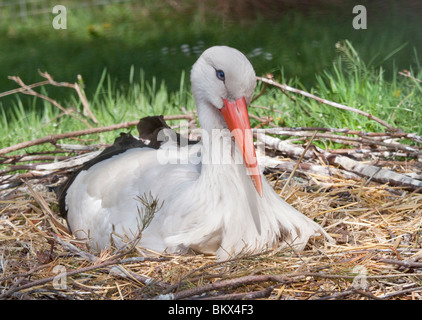 Cicogna bianca (Ciconia ciconia) sul nido Foto Stock