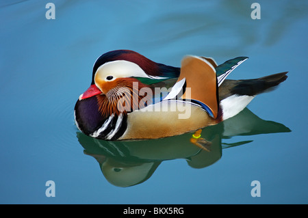 Maschi di Anatra di mandarino, Aix galericulata Foto Stock