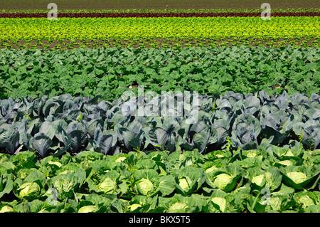 Orti con vari tipi di cavolo, vegetali-crescente area Grosses Moos, Seeland regione, Svizzera Foto Stock