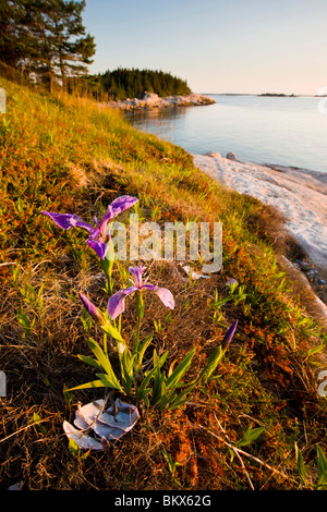 La bandiera blu iris sulla costa del Maine il grande Wass isola vicino Jonesport. Nature Conservancy preservare. Foto Stock