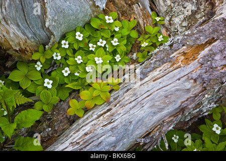 Bunchberries fiorisce in una foresta di abeti rossi a testa Quoddy parco dello stato in Lubec, Maine. Il punto più orientale negli Stati Uniti. Foto Stock