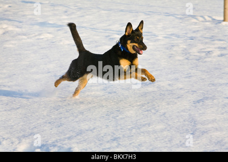 Kelpie - Australiano Sheepdog in azione Foto Stock