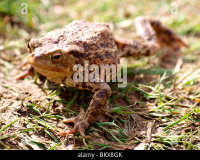 Il rospo comune, Bufo bufo, REGNO UNITO Foto Stock