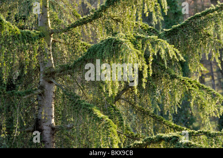 Cedro himalayano (CEDRUS DEODARA) Foto Stock