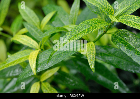 Giallo-vena eranthemum (pseuderanthemum reticulatum) Foto Stock