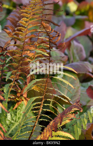 Comune felce maschio (dryopteris filix-mas) Foto Stock