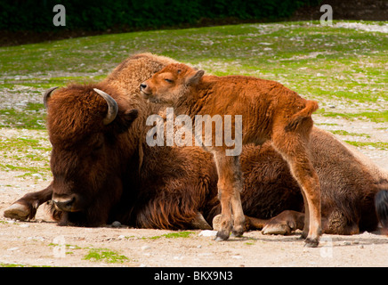 Bisonti americani, la madre e il bambino. Foto Stock