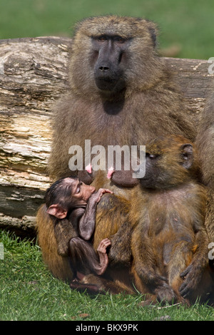 Famiglia di oliva babbuini papio anubis Foto Stock