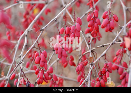 Comune di Crespino (berberis vulgaris) Foto Stock