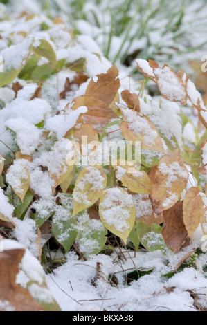 Alpine (barrenwort epimedium alpinum) Foto Stock