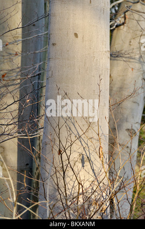 Comune di faggio (Fagus sylvatica) Foto Stock