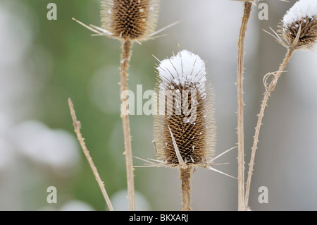 Comune (teasel dipsacus fullonum) Foto Stock