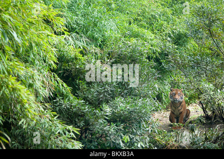 Tigre di Sumatra Foto Stock