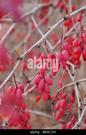 Comune di Crespino (berberis vulgaris) Foto Stock