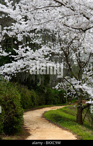 Fioritura di ciliegio in fiore lungo il percorso in Edisto Memorial Gardens a Orangeburg, Carolina del Sud Foto Stock