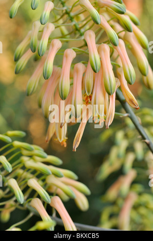 Aloe (aloe chabaudii) Foto Stock