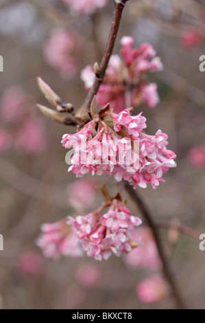 Inverno viburnum (viburnum x bodnantense 'dawn') Foto Stock