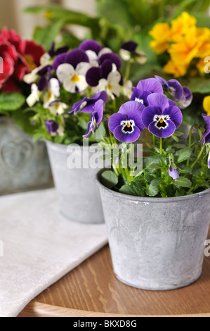 Pansies cornuta (viola cornuta) Foto Stock