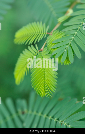 Acqua mimosa (neptunia plena) Foto Stock