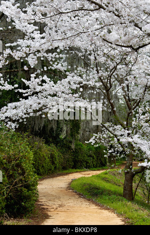 Fioritura di ciliegio in fiore lungo il percorso in Edisto Memorial Gardens a Orangeburg, Carolina del Sud Foto Stock