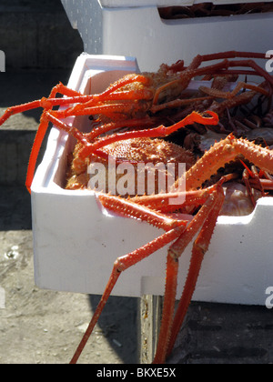 Scatole piene di granchi di mare in porto porto italia Foto Stock