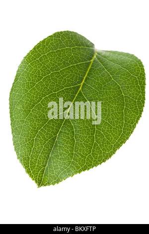 Foglia verde close up shot Foto Stock