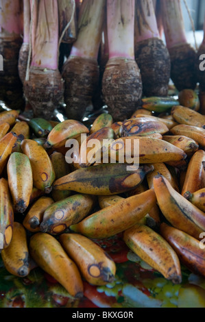 Il tahitiano banane su una fase di stallo nel mercato comunale di Papeete, Tahiti. Foto Stock