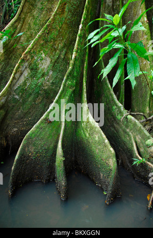 Radici quadrate di un Bloodwood, tortuguero, Parco Nazionale di Tortuguero, Costa Rica, America Centrale Foto Stock