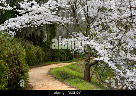 Fioritura di ciliegio in fiore lungo il percorso in Edisto Memorial Gardens a Orangeburg, Carolina del Sud Foto Stock