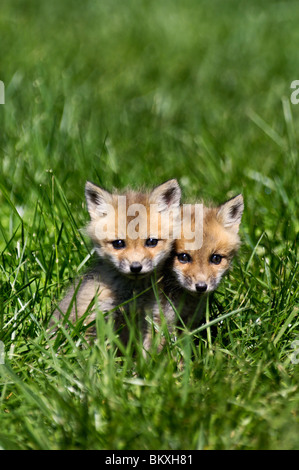 Due Baby volpi rosse raggomitolati insieme in Floyd County, Indiana Foto Stock