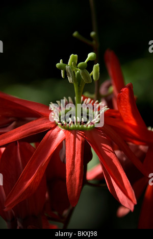 Fiore della passione, Passiflora racemosa Foto Stock