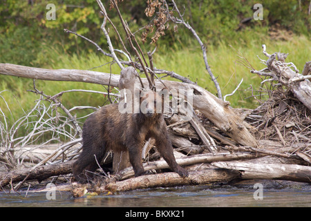 Tre anni di Grizzly Bear Cub con molto grandi chele saldi di alberi caduti per la cattura di salmone sul bordo del fiume Atnarko Foto Stock