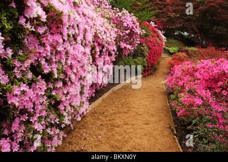 Azalee e rododendri presso il Punch Bowl, Valley Gardens, il Royal paesaggio, Windsor Great Park, Surrey, Regno Unito Foto Stock