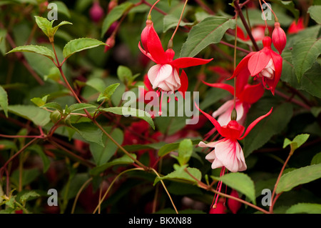 Fuchsia 'Lady in Red' in fiore Foto Stock