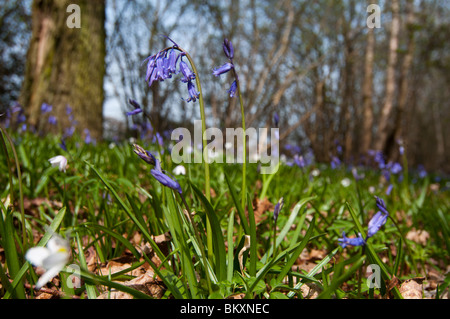 Bluebells (Hyacinthoides non scripta) e legno di anemoni (Anemone nemorosa ,) nel bosco Foto Stock