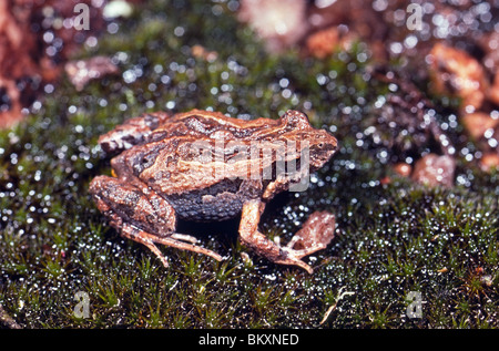 Comune froglet orientale (Crinia signifera), Sydney, Nuovo Galles del Sud, Australia Foto Stock