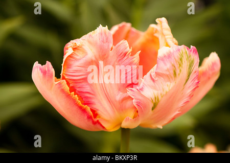 Tulip albicocca Parrot in fiore Foto Stock