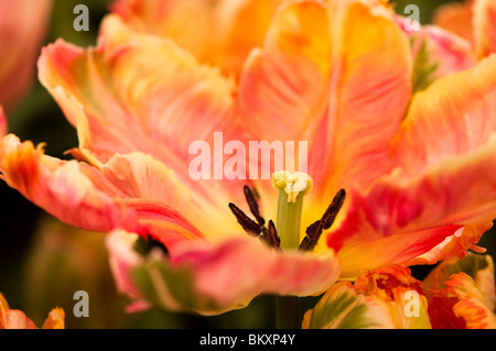 Tulip albicocca Parrot in fiore Foto Stock